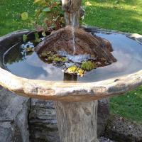 Bain d'oiseaux